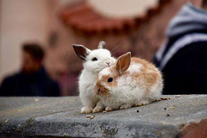 12 Simple Tips for Perfect Pictures of Bunnies - 66