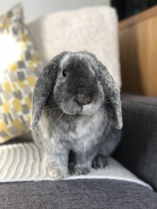 photo of a gray bunny comfortably sitting on the couch