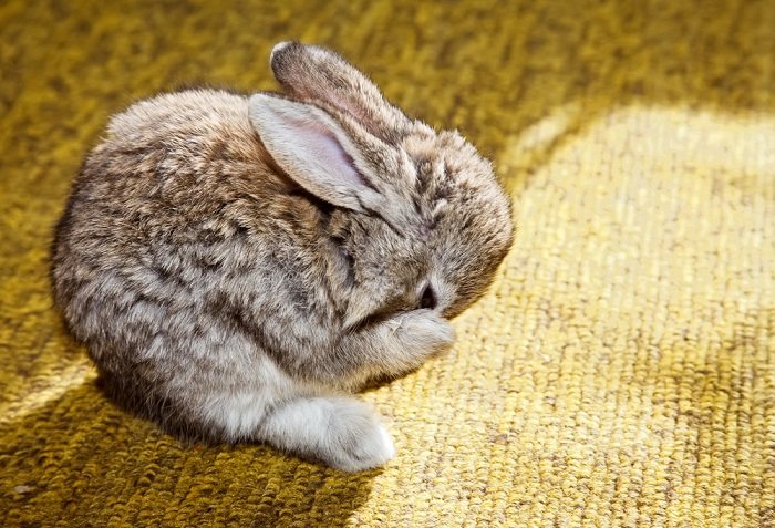 rabbit photography: a baby bunny scratches its nose with it's front paw