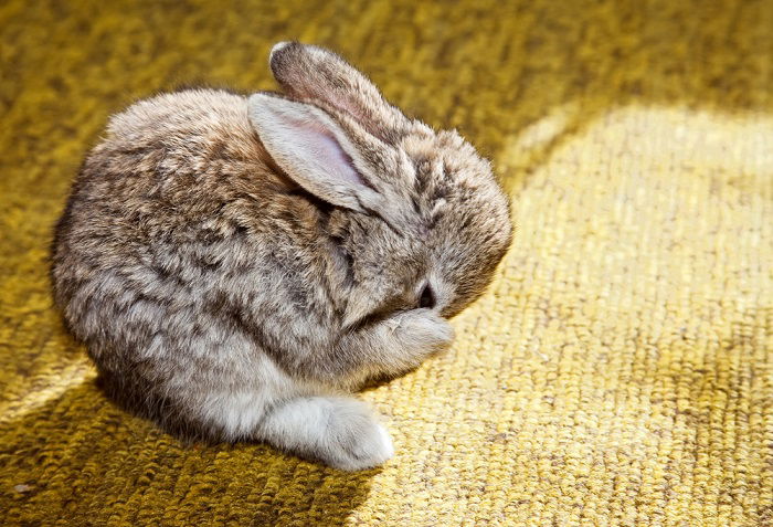 12 Simple Tips for Perfect Pictures of Bunnies - 30