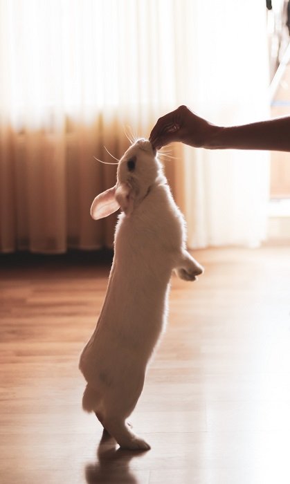 rabbit photography: a rabbit stands up on its two hind legs to grab a treat from its owners hand