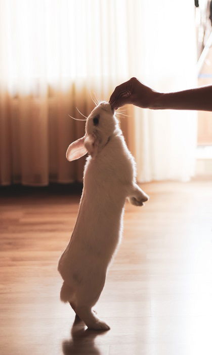 12 Simple Tips for Perfect Pictures of Bunnies - 79