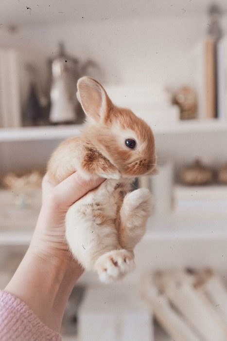 picture of an adorable tan and white bunny gently held up in someones hand
