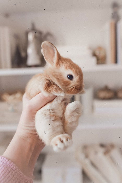 tan baby bunny