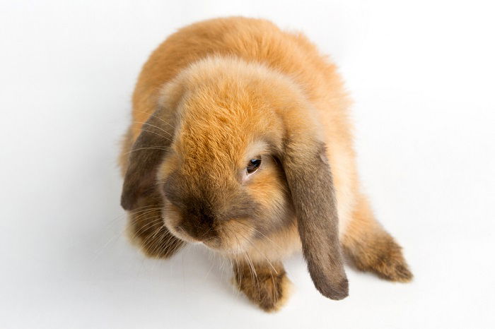 a candid shot of a cute bunny with floppy ears