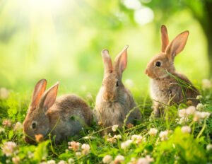 pet rabbit photography