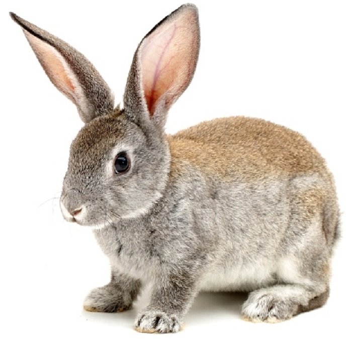 rabbit photography: a rabbit posed with a backlight showing its translucent ears