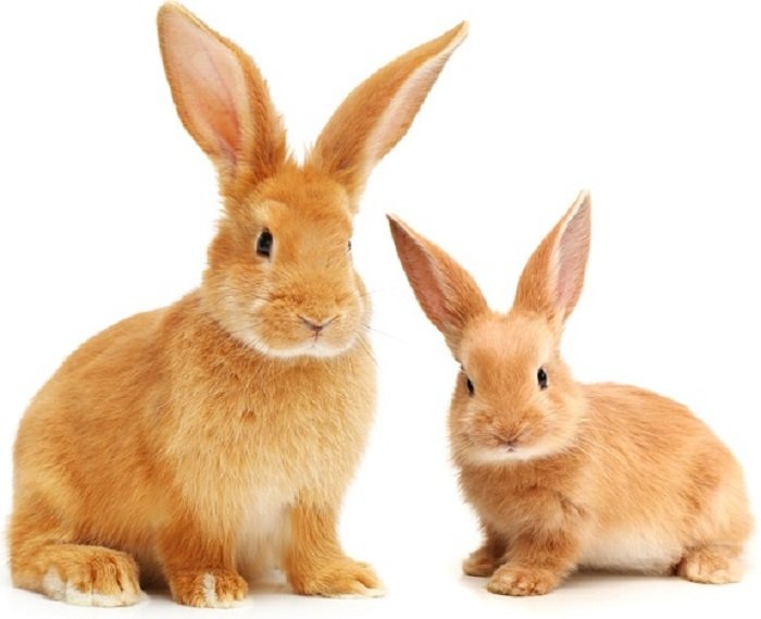 rabbit photography: a tan rabbit posed next to his little bunny offspring
