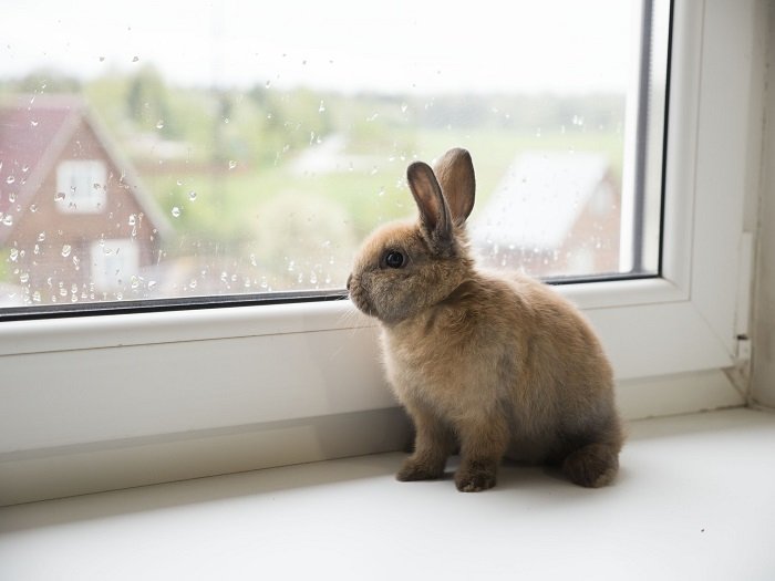 rabbit photography: a little bunny posed on a window sill looking outside