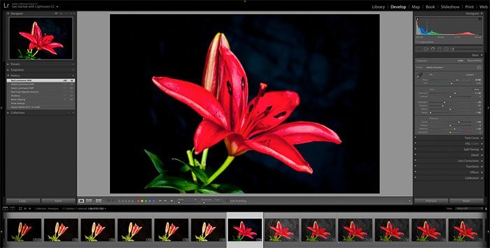 Editing a flower image in Adobe Photoshop for time-lapse photography