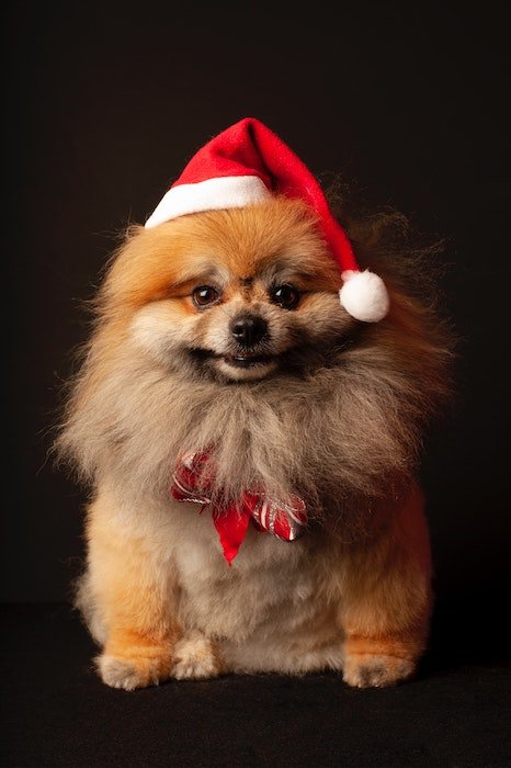 Cute dog with Santa hat and bow for Christmas card photo ideas