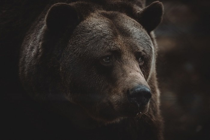 Close-up of a bear's face using a longer lens