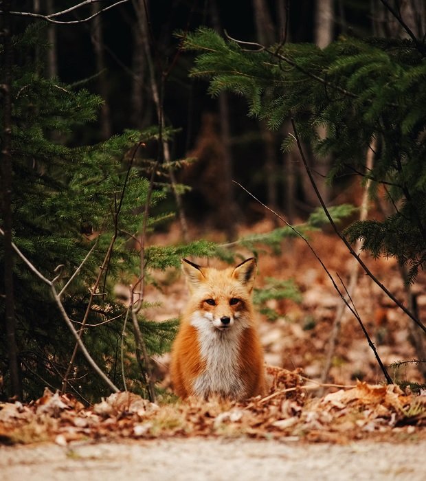 Image of a fox in the forest by the side of the road taken with a telephoto lens