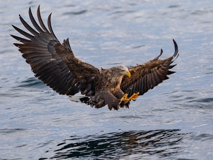 An image of an eagle with its wings spread flying close to water