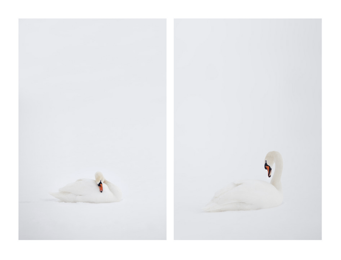 free plugin that creates diptychs of a swan against white background