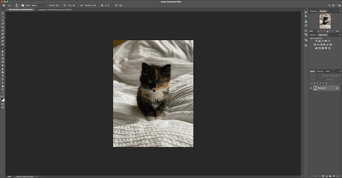 Cat image opened in Photoshop to apply watermark
