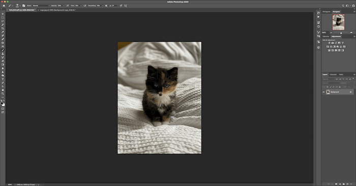 Cat image opened in Photoshop to apply watermark