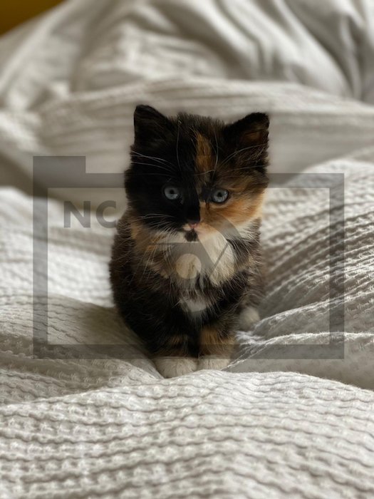 Final image of cat with watermark logo on top