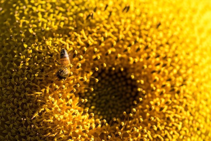 Close up image of bee on a sunflower