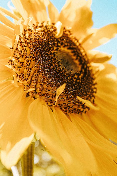 Close up image of a sunflower