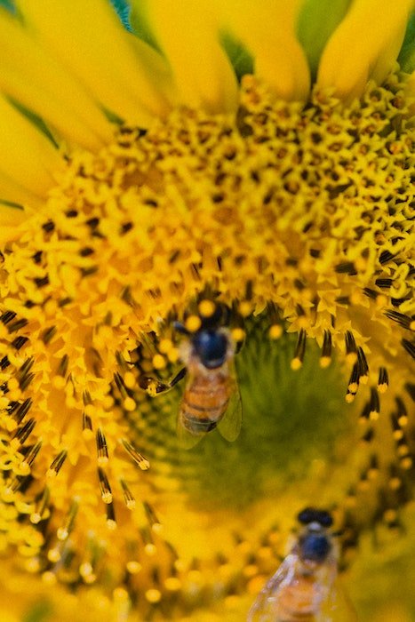 a macro sunflower photograph of a bee pollenating the flower