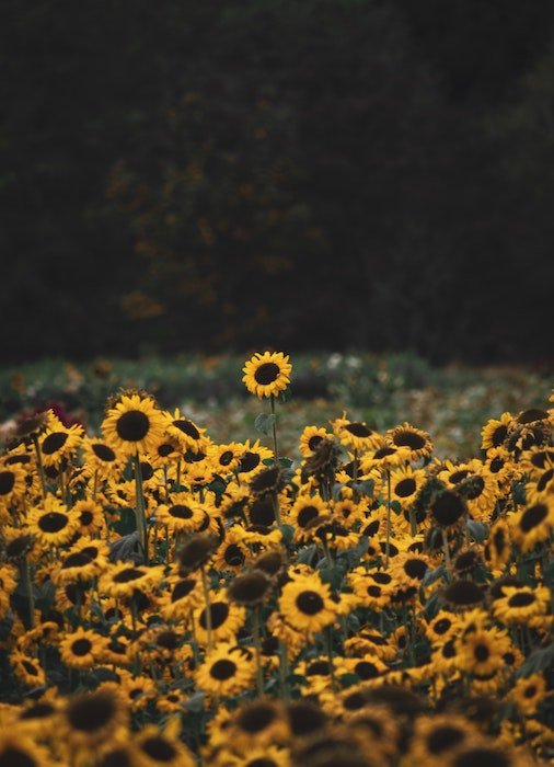 a Single sunflower above a sea of flowers