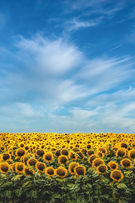 Deadpan shot of a sunflower field underneath a blue sky