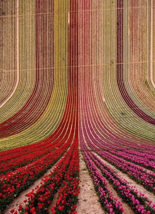 Surreal Photography example of a field of flowers curving upwards