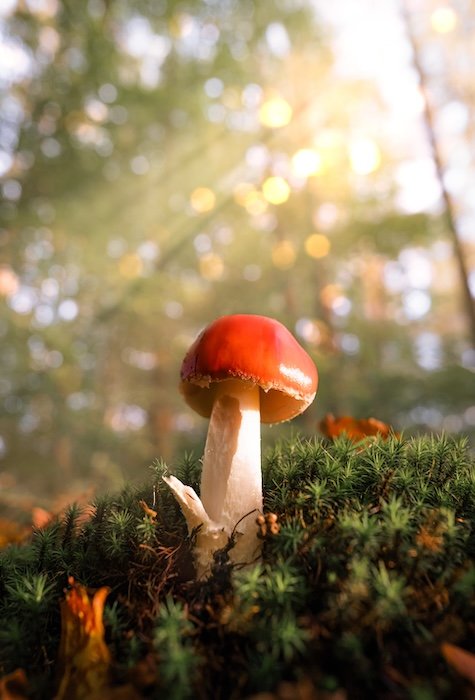 Mushroom on a forest floor with a bokeh light effect in the background