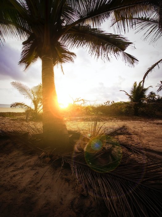 A palm tree with lens and sun flare as a creative photoshop idea