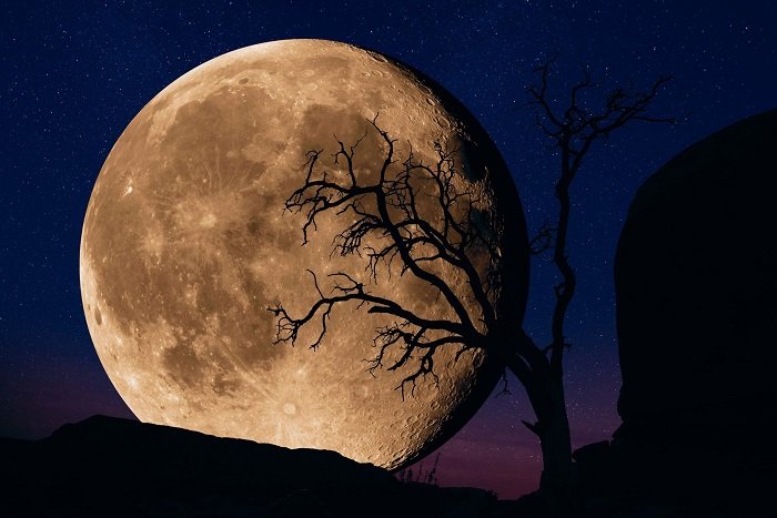 Photo of large moon behind tree at dusk