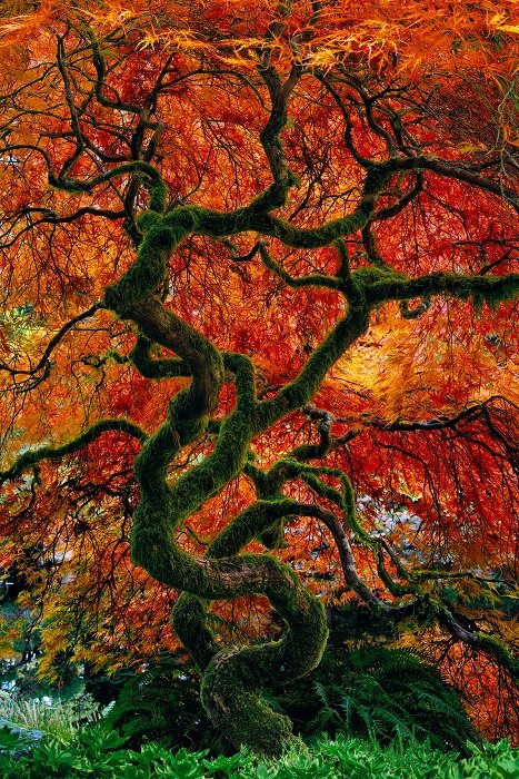Photo of tree with red foliage