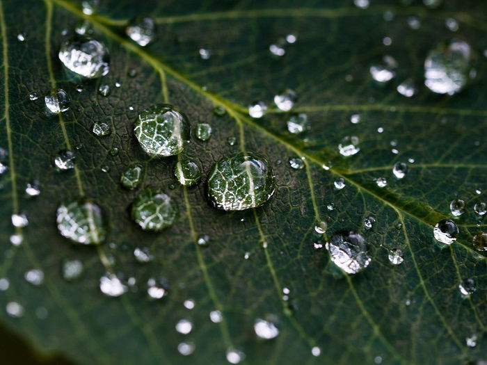 foto macro de gotas de água em uma folha