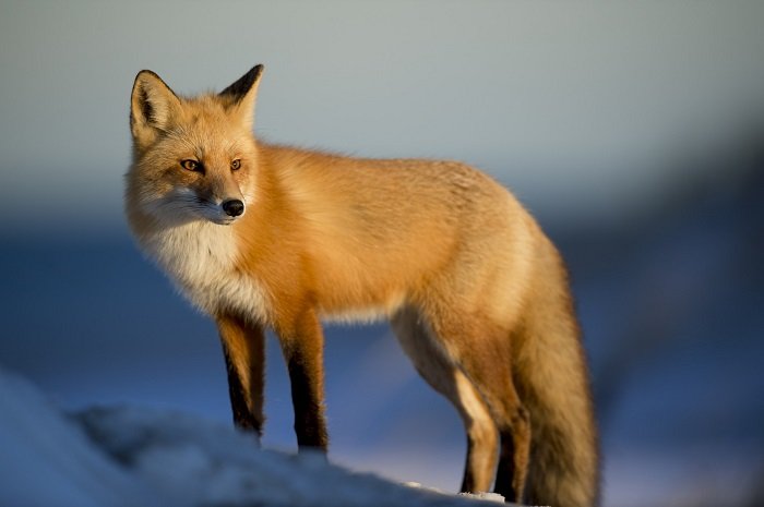 Photo of fox with soft bokeh background