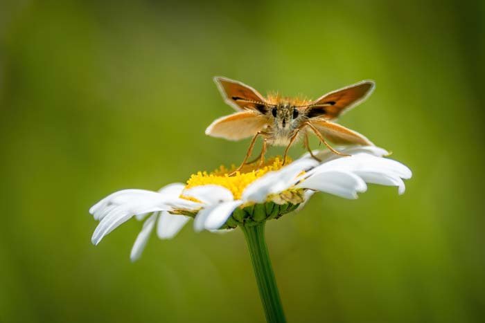 Picture of a moth perched on a daisy
