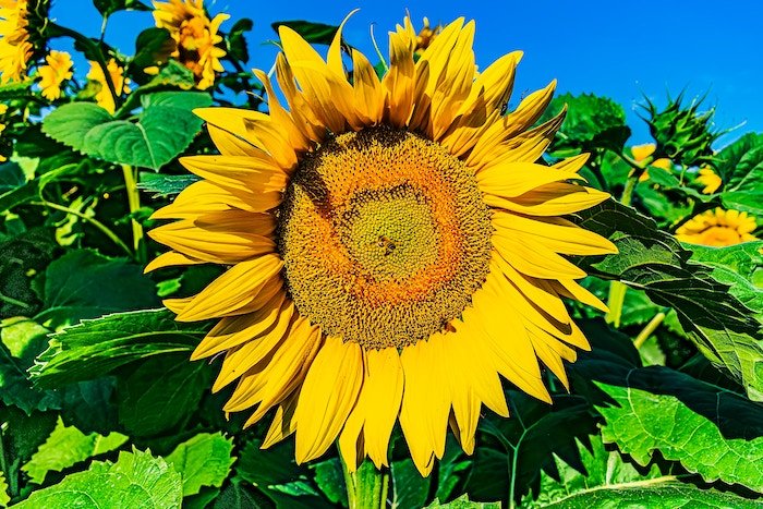 Close-up shot of a sunflower surrounded by green leaves and a sliver of blue sky at the top
