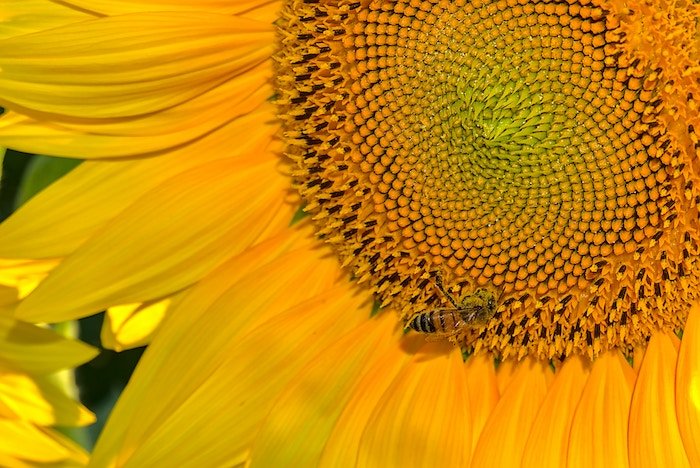 Macro shot of a bee on the middle part of a sunflower