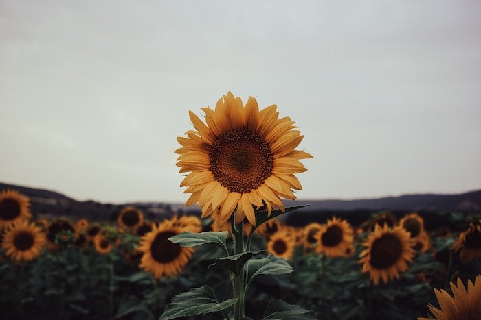 A lone sunflower above a sunflower field