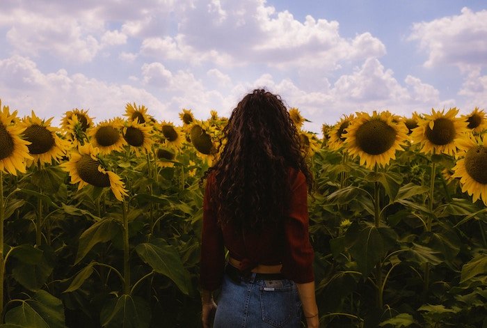 A person walking into a sunflower field with white clouds in a blue sky