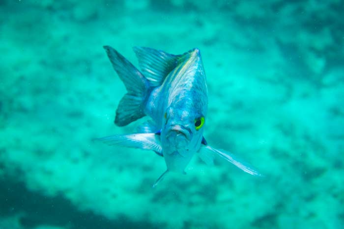 underwater camera