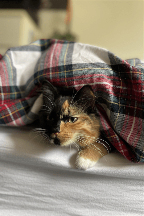 foto 4x6 de um gato debaixo de um cobertor