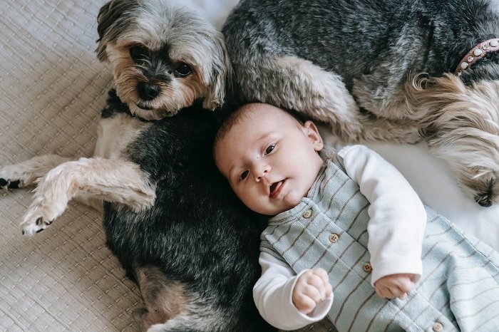 Newborn photo idea of a baby on a bed with two dogs