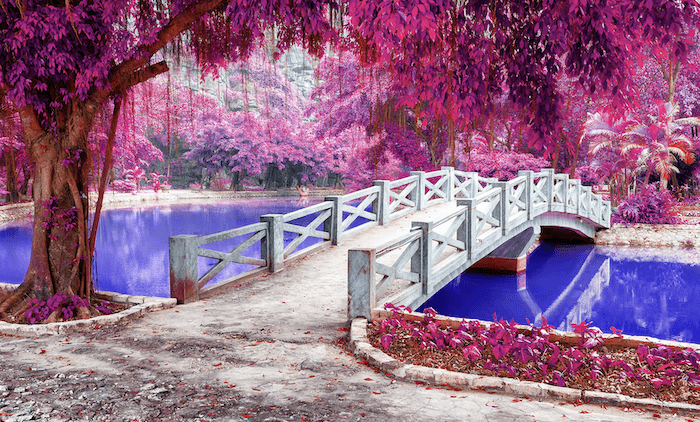 Infrared photoshop filter effect on a bridge and tree