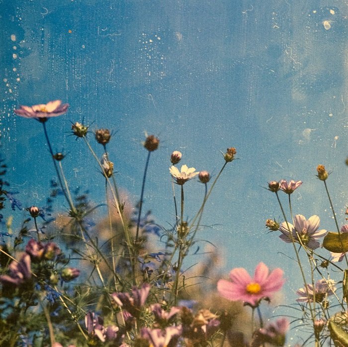 Grainy film photo of flowers
