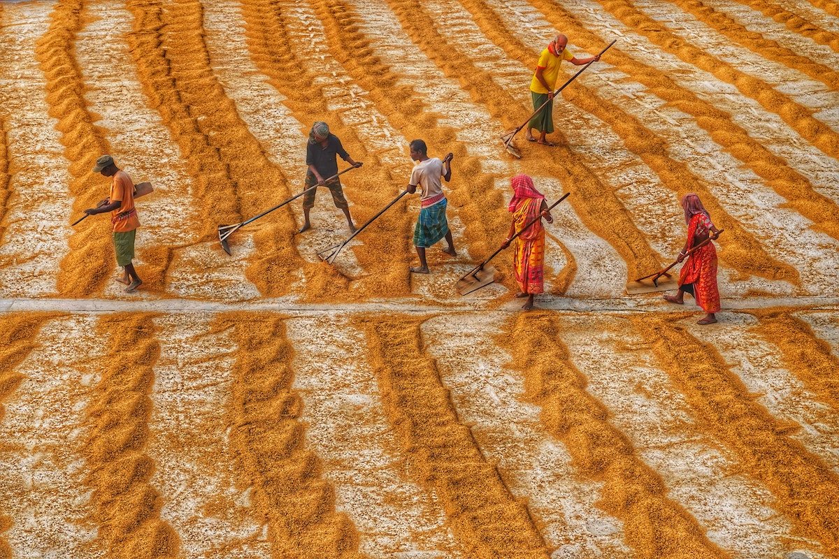 Agricultural workers with colorful clothing working in a field with yellow grain