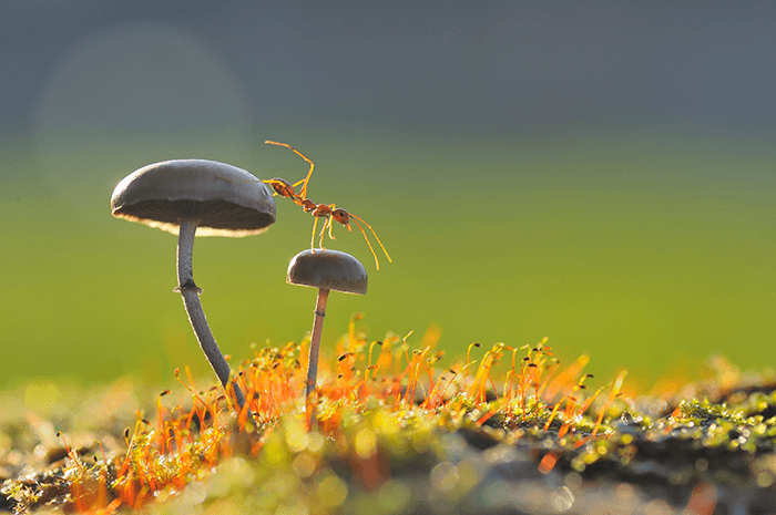 Macro photo of an ant walking on mushrooms