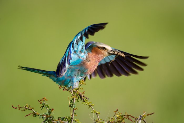 Lilac-breasted roller as an example of bird photography