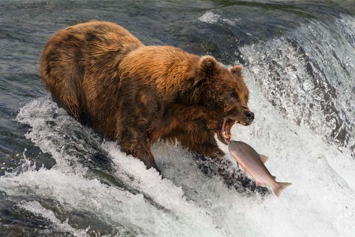 Picture of a bear catching a salmon