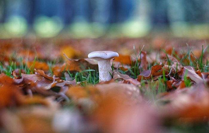 Mushroom showing shallow depth of field