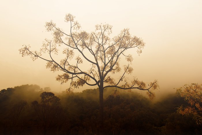A tree illuminated against a dawn fog